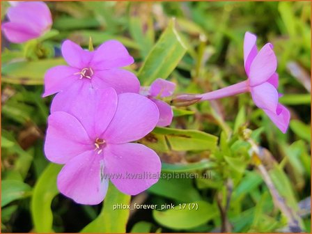 Phlox &#039;Forever Pink&#039; | Hoge vlambloem, Vlambloem, Flox, Floks | Hohe Flammenblume | Border Phlox