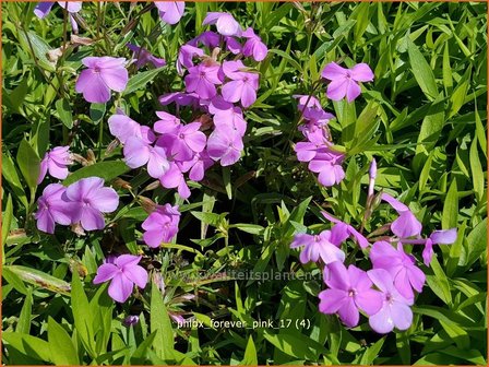 Phlox &#039;Forever Pink&#039; | Hoge vlambloem, Vlambloem, Flox, Floks | Hohe Flammenblume | Border Phlox