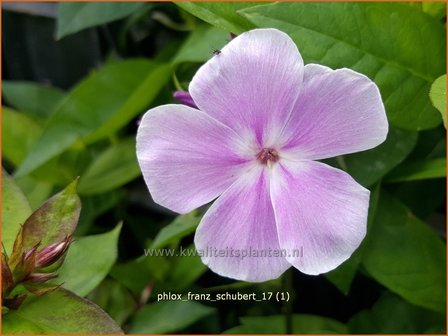 Phlox &#039;Franz Schubert&#039; | Hoge vlambloem, Vlambloem, Flox, Floks | Hohe Flammenblume