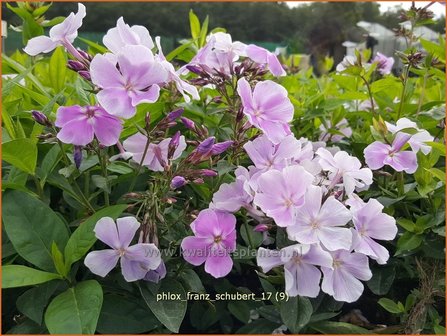 Phlox &#039;Franz Schubert&#039; | Hoge vlambloem, Vlambloem, Flox, Floks | Hohe Flammenblume