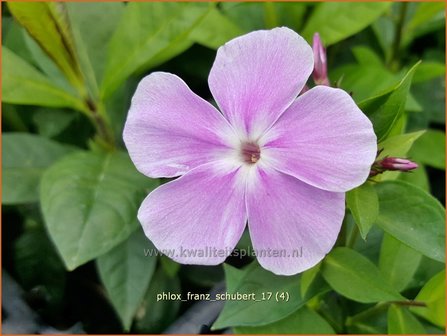 Phlox &#039;Franz Schubert&#039; | Hoge vlambloem, Vlambloem, Flox, Floks | Hohe Flammenblume