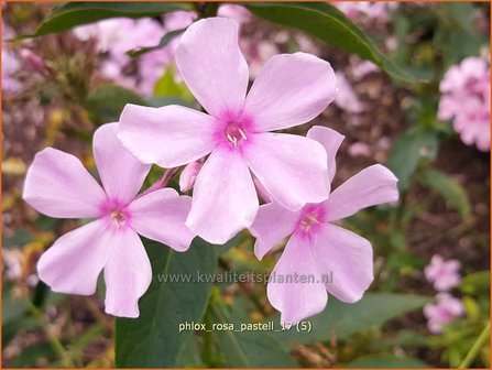 Phlox &#039;Rosa Pastell&#039; | Hoge vlambloem, Vlambloem, Flox, Floks | Hohe Flammenblume