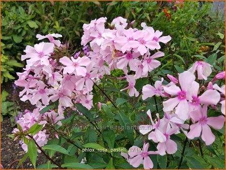 Phlox &#039;Rosa Pastell&#039; | Hoge vlambloem, Vlambloem, Flox, Floks | Hohe Flammenblume