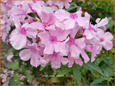 Phlox &#039;Rosa Pastell&#039; | Hoge vlambloem, Vlambloem, Flox, Floks | Hohe Flammenblume