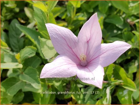 Platycodon grandiflorus &#039;Fuji Pink&#039; | Ballonklokje | Ballonblume