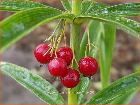 Polygonatum verticillatum | Kranssalomonszegel, Salomonszegel | Quirlbl&auml;ttrige Wei&szlig;wurz