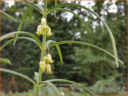 Polygonatum verticillatum | Kranssalomonszegel, Salomonszegel | Quirlbl&auml;ttrige Wei&szlig;wurz