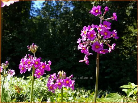 Primula beesiana | Etageprimula, Sleutelbloem | Etagen-Sch&uuml;sselblume