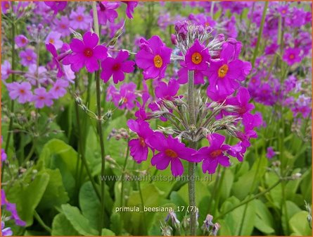 Primula beesiana | Etageprimula, Sleutelbloem | Etagen-Sch&uuml;sselblume