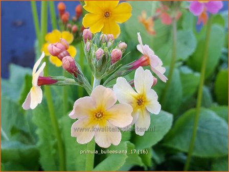 Primula bulleesiana | Etageprimula, Sleutelbloem | Terrakotta-Etagen-Schl&uuml;sselblume