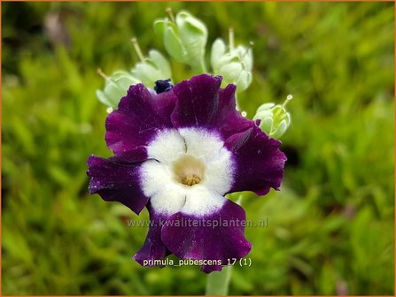 Primula pubescens | Aurikel, Sleutelbloem | Aurikel