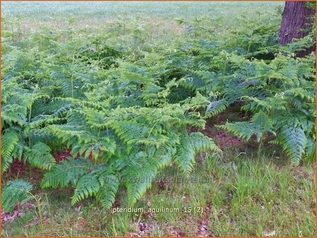 Pteridium aquilinum | Adelaarsvaren | Adlerfarn