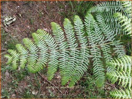 Pteridium aquilinum | Adelaarsvaren | Adlerfarn