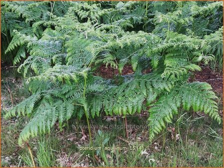 Pteridium aquilinum | Adelaarsvaren | Adlerfarn