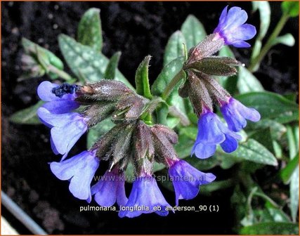 Pulmonaria longifolia &#039;E.B. Anderson&#039; | Longkruid | Langbl&auml;ttriges Lungenkraut