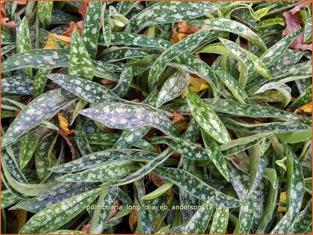 Pulmonaria longifolia &#039;E.B. Anderson&#039; | Longkruid | Langbl&auml;ttriges Lungenkraut