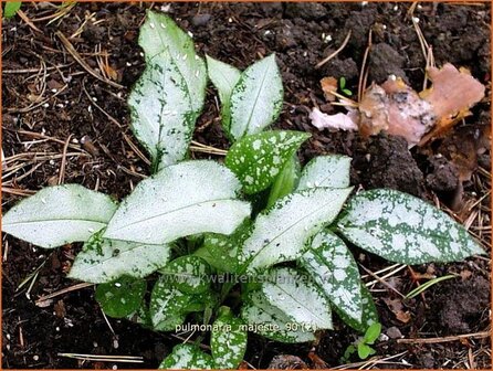 Pulmonaria &#039;Majeste&#039; | Longkruid | Lungenkraut