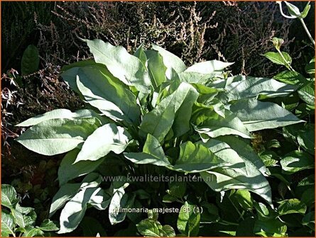 Pulmonaria &#039;Majeste&#039; | Longkruid | Lungenkraut