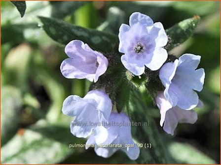 Pulmonaria saccharata &#039;Opal&#039; | Italiaans longkruid, Longkruid | Gro&szlig;geflecktes Lungenkraut