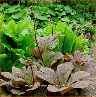 Rodgersia &#039;Chocolate Wings&#039; | Schout-bij-nacht, Kijkblad | Schaublatt