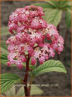 Rodgersia &#039;Chocolate Wings&#039; | Schout-bij-nacht, Kijkblad | Schaublatt