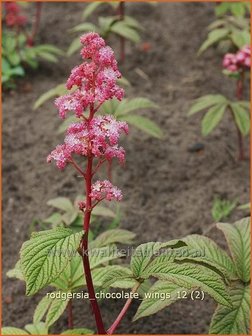 Rodgersia &#039;Chocolate Wings&#039; | Schout-bij-nacht, Kijkblad | Schaublatt