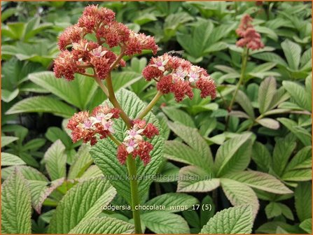 Rodgersia &#039;Chocolate Wings&#039; | Schout-bij-nacht, Kijkblad | Schaublatt