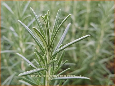 Rosmarinus officinalis &#039;Veitsh&ouml;chheim&#039; | Rozemarijn | Rosmarin