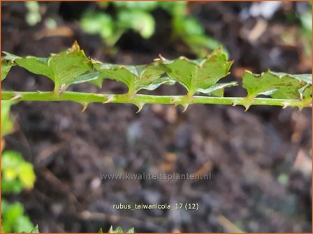 Rubus taiwanicola | Taiwanese framboos, Framboos | Taiwanesische Himbeere