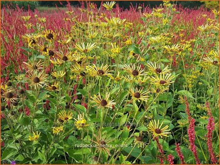 Rudbeckia &#039;Henry Eilers&#039; | Zonnehoed | Sonnenhut