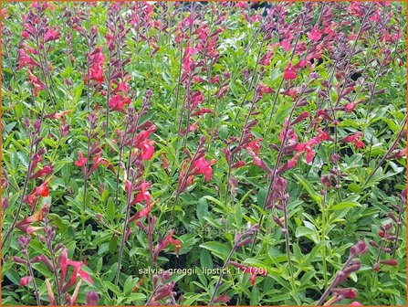 Salvia greggii &#039;Lipstick&#039; | Salie, Salvia | Herbst-Strauch-Salbei