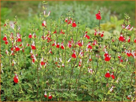 Salvia microphylla &#039;Hot Lips&#039; | Salie, Salvia | Johannisbeersalbei