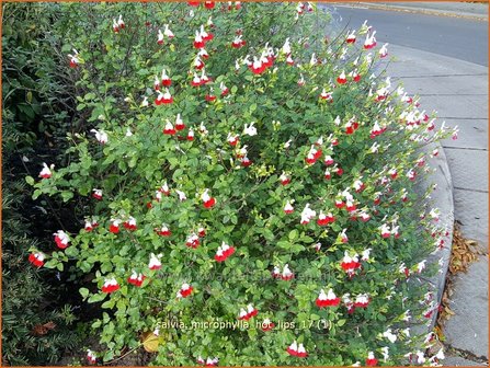 Salvia microphylla &#039;Hot Lips&#039; | Salie, Salvia | Johannisbeersalbei