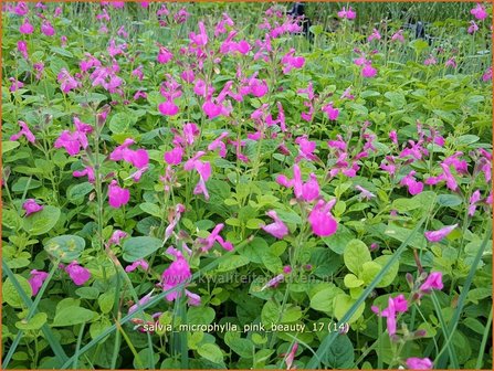 Salvia microphylla &#039;Pink Beauty&#039; | Salie, Salvia | Johannisbeersalbei