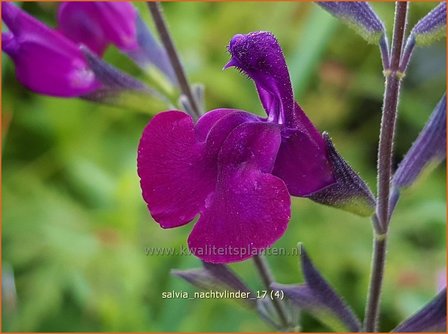 Salvia &#039;Nachtvlinder&#039; | Salie, Salvia | Salbei