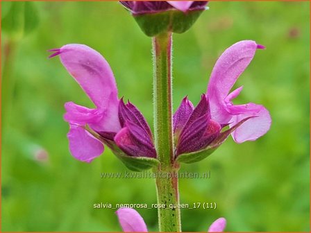 Salvia nemorosa &#039;Rose Queen&#039; | Bossalie, Salie, Salvia | Steppensalbei