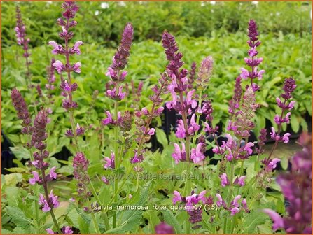 Salvia nemorosa &#039;Rose Queen&#039; | Bossalie, Salie, Salvia | Steppensalbei