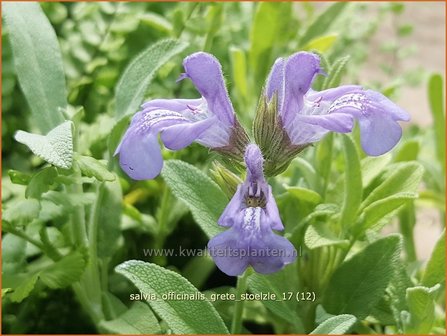 Salvia officinalis &#039;Grete St&ouml;lzle&#039; | Echte salie, Keukensalie, Salie, Salvia | Echter Salbei