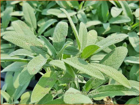 Salvia officinalis &#039;Grete St&ouml;lzle&#039; | Echte salie, Keukensalie, Salie, Salvia | Echter Salbei