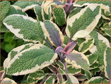 Salvia officinalis &#039;Tricolor&#039; | Echte salie, Keukensalie, Salie, Salvia | Echter Salbei