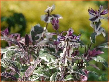 Salvia officinalis &#039;Tricolor&#039; | Echte salie, Keukensalie, Salie, Salvia | Echter Salbei