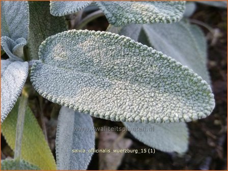 Salvia officinalis &#039;W&uuml;rzburg&#039; | Echte salie, Keukensalie, Salie, Salvia | Echter Salbei