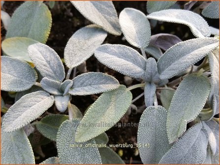 Salvia officinalis &#039;W&uuml;rzburg&#039; | Echte salie, Keukensalie, Salie, Salvia | Echter Salbei