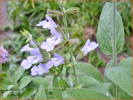 Salvia officinalis &#039;W&uuml;rzburg&#039; | Echte salie, Keukensalie, Salie, Salvia | Echter Salbei