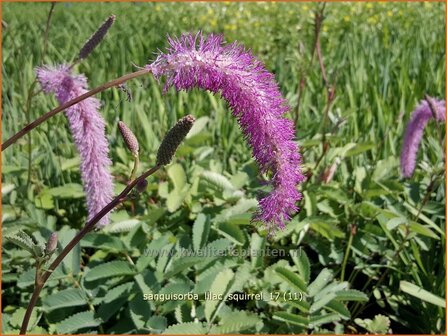 Sanguisorba &#039;Lilac Squirrel&#039; | Pimpernel, Sorbenkruid | Wiesenknopf