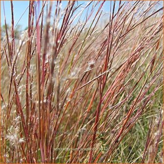 Schizachyrium scoparium | Klein prairiegras | Kleines Pr&auml;riegras