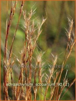 Schizachyrium scoparium | Klein prairiegras | Kleines Pr&auml;riegras