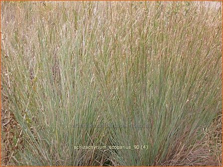 Schizachyrium scoparium | Klein prairiegras | Kleines Pr&auml;riegras