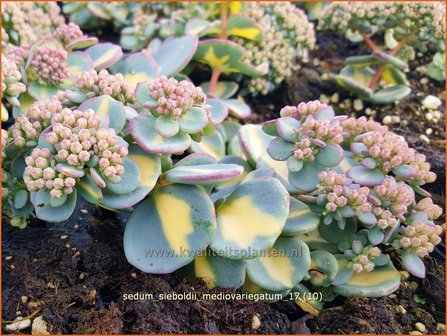 Sedum sieboldii &#039;Mediovariegatum&#039; | Vetkruid | Oktober-Fettblatt