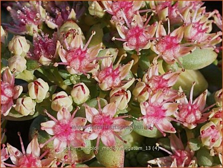 Sedum sieboldii &#039;Mediovariegatum&#039; | Vetkruid | Oktober-Fettblatt